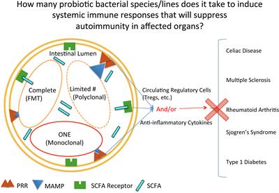 Intestinal Dysbiosis in, and Enteral Bacterial Therapies for, Systemic Autoimmune Diseases